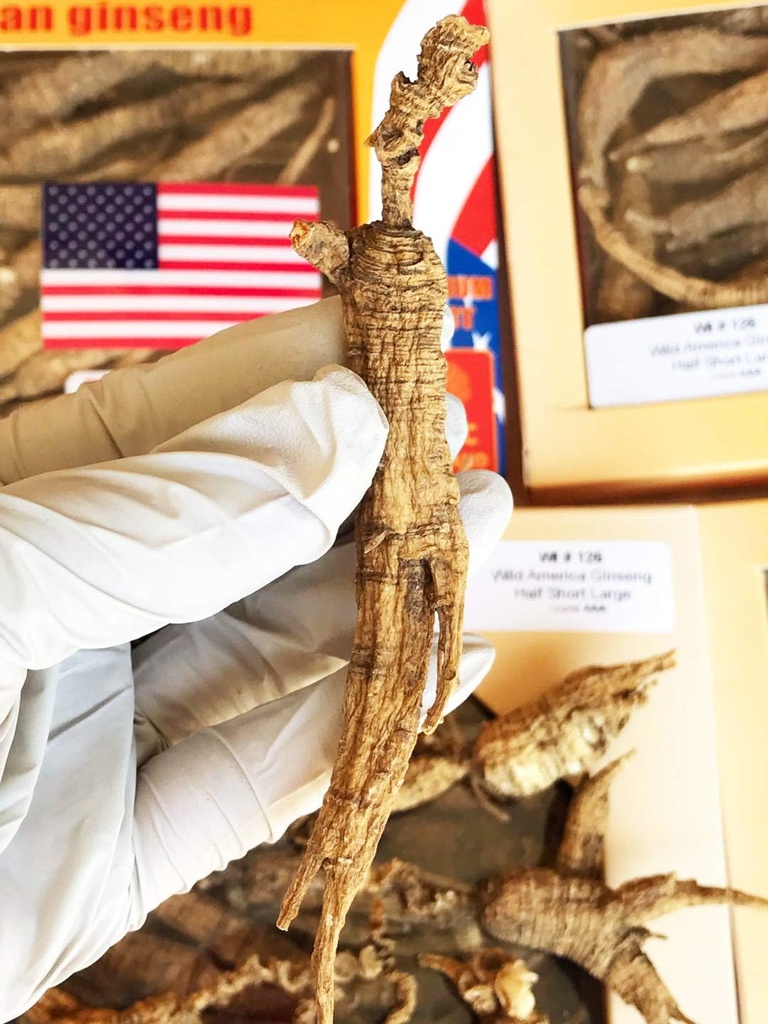 8OZ=227g/Box American Wild Ginseng 15~20 Years, Wisconsin 全 Ginseng Root Hand-Selected | 美国 康 辛州 野生 西洋参戦 野の泡参戦 |Cultivated American Wisconsin Ginsin Lager WI 126#L 8OZ/Box