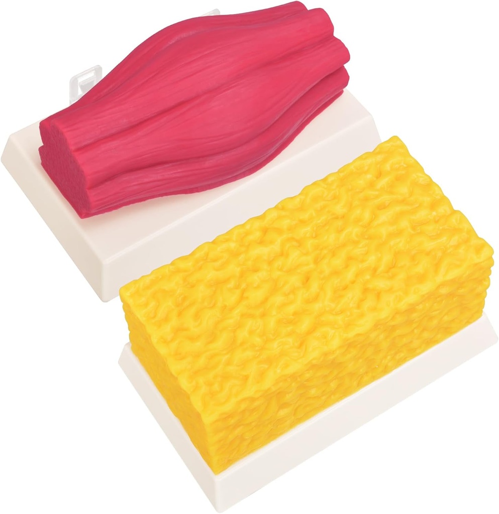 SimCoachの人間の体脂肪及び筋肉Replica 5のLbsは、合います及びフィットネスの動機付けの補強剤、栄養士、運動選手のためのシリコーンの人間の筋肉脂肪モデルを模倣します