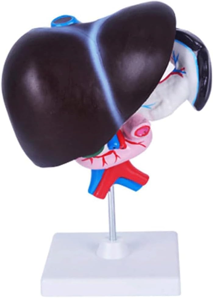 FROONの人間のOrganモデル人工的なレバーPancreasのDuodenumモデル レバーの教授のエイドの医学の肝臓の解剖学モデルのDetachable学校研究のための3つの部分に