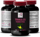 スタミナパワー - TRIBULUS TERRESTRIS EXTRACTS - 活動のためのエネルギー, エネルギーサポートフォーミュラ, アクティブエネルギーサポート, プラントベースのエネルギーブースト, 活動電力, アクティブワークアウトブースト1ボトル 60錠