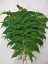 Fresh Neem leaves, 100 gram